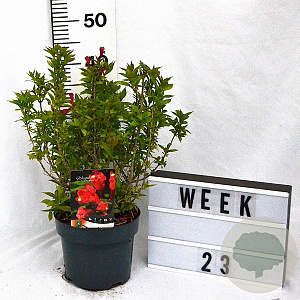 Weigela Picobella Rosso 30-40 cm 3,0L