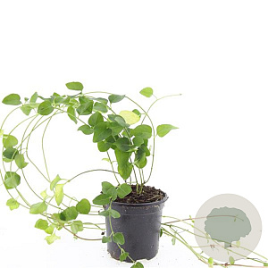 Vinca major GM C1.3