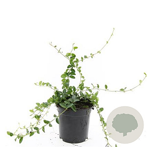 Vinca minor 'Alba' GM C1.3