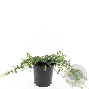 Vinca minor GM C1.3