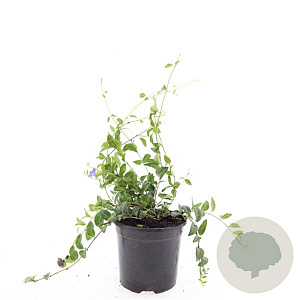 Vinca minor GM C1.3