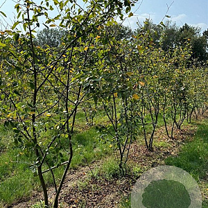 Amelanchier lamarckii 250-300 cm draadkluit meerstammig
