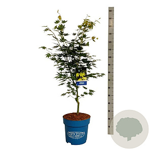 Acer Arctic Jade 100-125 cm 15L