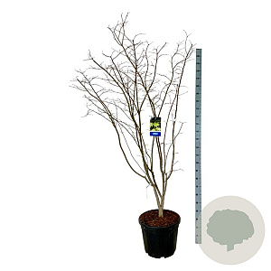 Acer Arctic Jade 170-200 cm cont. 55L extra