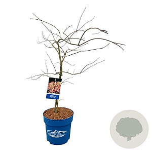 Acer Ice Dragon 80-100 cm 15L breed