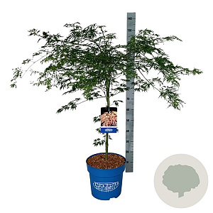 Acer Ice Dragon 80-100 cm 15L breed