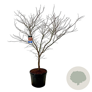 Acer North Wind 200-250 cm cont. 90L extra