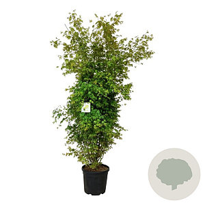 Acer palmatum 170-200 cm cont. 55L extra