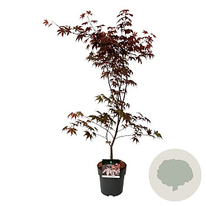 Acer pal. 'Bloodgood' 60-80 cm