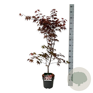 Acer pal. 'Bloodgood' 60-80 cm