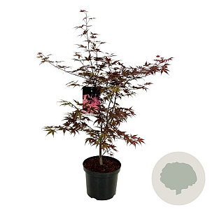 Acer pal. 'Bloodgood' 80-100 cm P27
