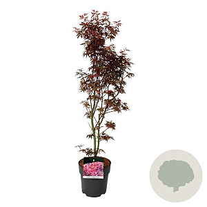 Acer pal. 'Skeeter's Broom' 60-80 cm