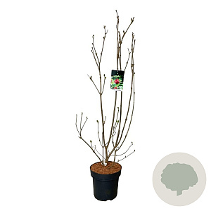 Calycanthus r. 'Aphrodite' 100-125 cm 15L