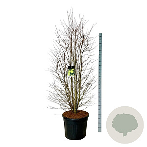 Cercidiphyllum japonicum 200-250 cm cont. 90L extra
