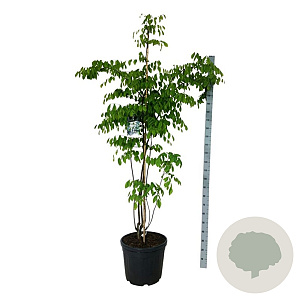 Cladrastis kentukea 170-200 cm cont. 55L extra