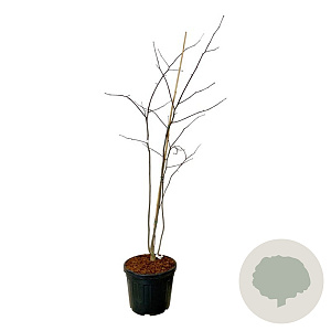Cladrastis kentukea 170-200 cm cont. 55L extra