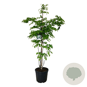Cladrastis kentukea 170-200 cm cont. 55L extra