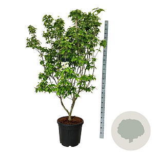 Cornus k. 'Schmetterling' 170-200 cm cont. 55L extra
