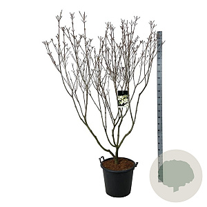 Cornus k. 'Schmetterling' 170-200 cm cont. 55L extra