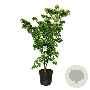 Cornus k. 'Teutonia' 170-200 cm cont. 55L extra