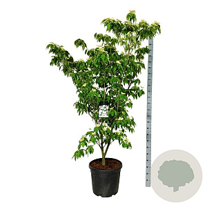 Cornus k. 'Teutonia' 170-200 cm cont. 55L extra