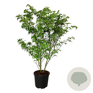 Cornus k. 'Weisse Fontaine' 170-200 cm cont. 55L extra