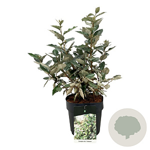 Elaeagnus ebb. 'Compacta' 30-40 cm 6,5L