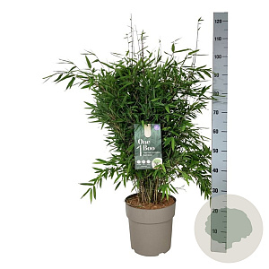 Fargesia nitida 'Gansu 95/2' 80-100 cm P27