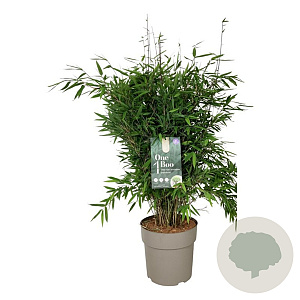 Fargesia nitida 'Gansu 95/2' 80-100 cm P27