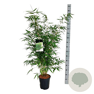Fargesia robusta 'Pingwu' 100-125 cm 6L