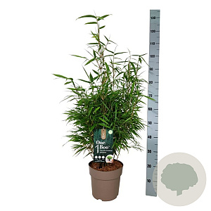 Fargesia rufa 60-80 cm 6L