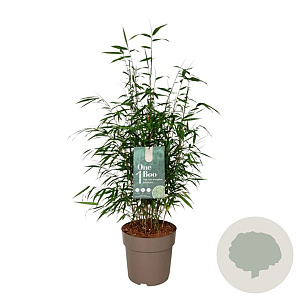 Fargesia robusta 'Wenchuan' 60-80 cm 6L