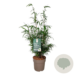 Fargesia scabrida 'Asian Wonder' 60-80 cm 6L