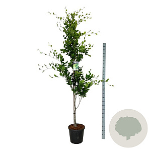 Fagus syl. 'Dawyck Gold' 200-225 cm 30L