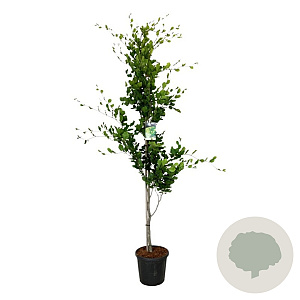 Fagus syl. 'Dawyck Gold' 200-225 cm 30L