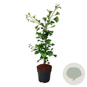 Ginkgo biloba 'Select Compact' 50-60 cm 5,0L piramide antraciet