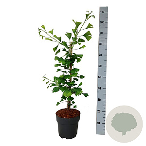 Ginkgo biloba 'Select Compact' 50-60 cm 5,0L piramide antraciet