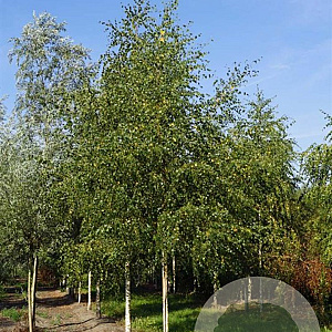 Betula pendula 20-25 HO draadkluit