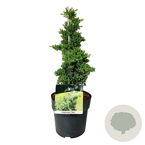 Juniperus procumbens 'Nana' 40-50 cm 4,5L piramide