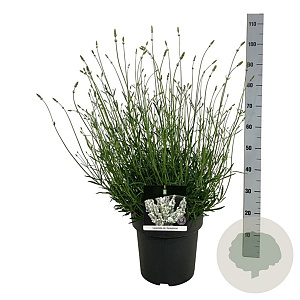 Lavandula int. Exceptional 40-50 cm 15L