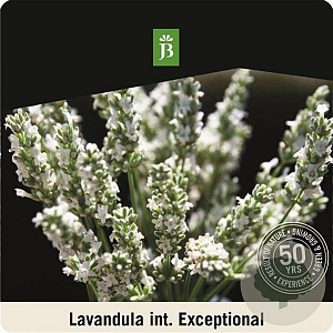 Lavandula int. Exceptional 40-50 cm 15L