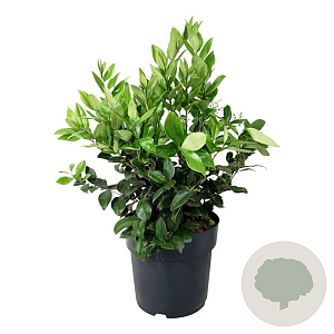Ligustrum j. 'Texanum' 30-40 cm 6,5L