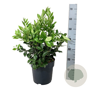 Ligustrum j. 'Texanum' 30-40 cm 6,5L