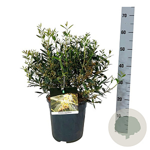 Phillyrea angustifolia 40-50 cm 6L