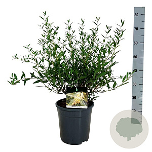 Phillyrea angustifolia 50-60 cm 6L