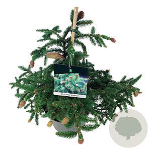 Picea a. 'Acrocona' 30-40 cm 6,5L
