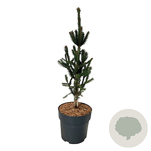 Picea a. 'Columnaris' 50-60 cm 6L