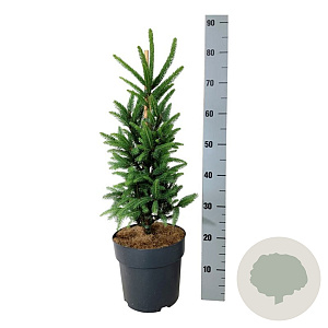 Picea a. 'Cupressina' 50-60 cm 6L