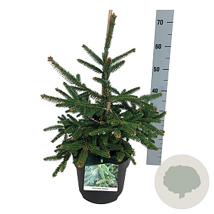 Picea a. 'Inversa' 40-50 cm 6L