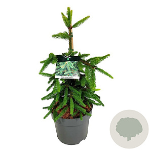 Picea a. 'Inversa' 50-60 cm 6L
